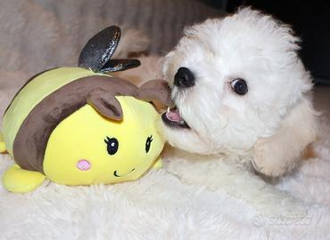 Cuccioli Bichon a Poil Frisè