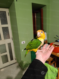 Caicco testa gialla allevato a mano