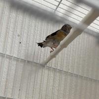 Cardinalini del venezuela