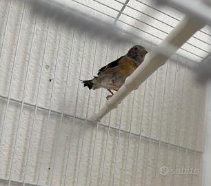 Cardinalini del venezuela