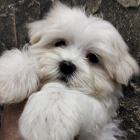 Maltese M/F la più piccola taglia linea coreana