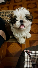 Shitzu