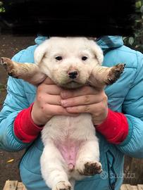 Cuccioli taglia medio piccola dolcissimi