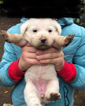 Cuccioli taglia medio piccola dolcissimi