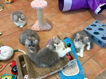 Persiani cuccioli dolcissimi