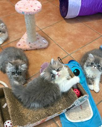 Persiani cuccioli dolcissimi