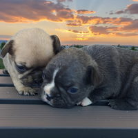 Bulldog francese