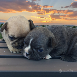 Bulldog francese
