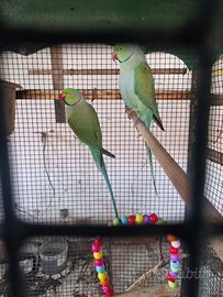 Parrocchetto dal collare