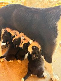 Border collie