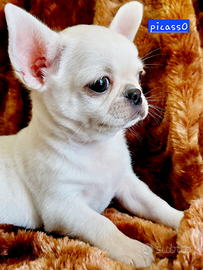 Chihuahua