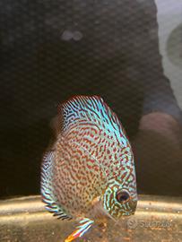 Discus Panthera 13/14cm