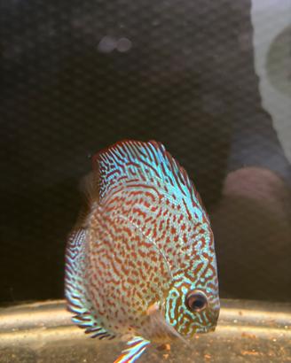 Discus Panthera 13/14cm