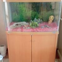 acquario gebo