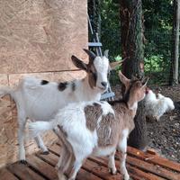 Coppia caprette tibetane