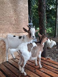 Coppia caprette tibetane