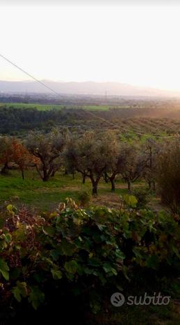 Terreno uliveto con rustico