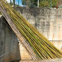 CANNE DI BAMBOO/BAMBU'  VERE