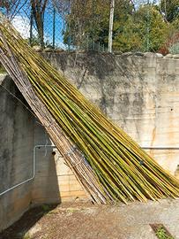 CANNE DI BAMBOO/BAMBU'  VERE