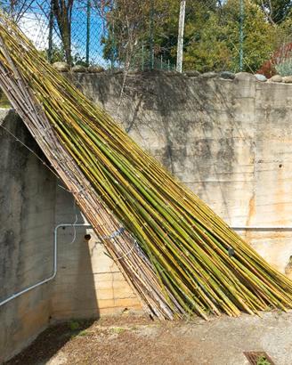 CANNE DI BAMBOO/BAMBU'  VERE