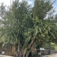 Alberi di Ulivo 