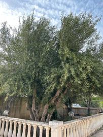 Alberi di Ulivo 