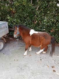 Cavallo pony