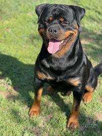 Rottweiler per accoppiamento