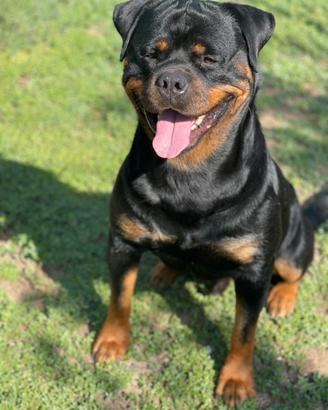 Rottweiler per accoppiamento