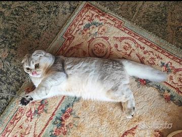 Dolcissima Luna, Scottish Fold Silver 7 mesi