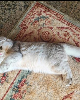 Dolcissima Luna, Scottish Fold Silver 7 mesi