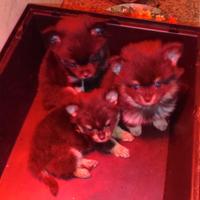 Spitz di Pomerania Black and Tan