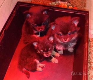 Spitz di Pomerania Black and Tan