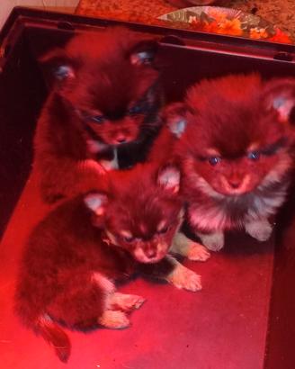 Spitz di Pomerania Black and Tan