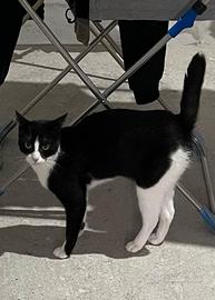 Silvestrina, zorro con la mascherina