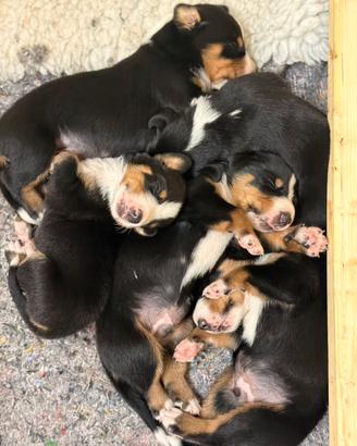 Cuccioli di Bovaro dell 'Appenzell