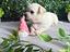 Immagine 4