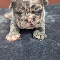 Bulldog francesi merle e blu