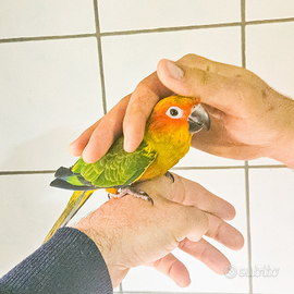 Conuri del sole allevato a mano