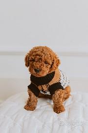 Barboncini toy - poodle puppy toy