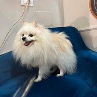 Spitz di Pomerania
