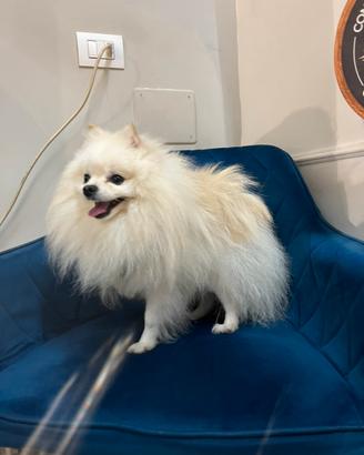 Spitz di Pomerania