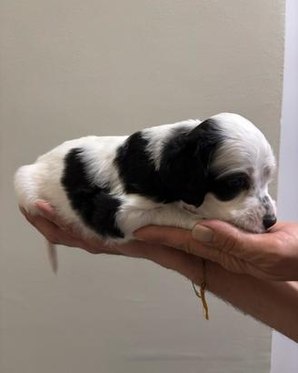ULTIMO CUCCIOLO MASCHIO Setter inglese