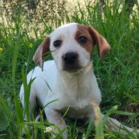 Cucciola in adozione