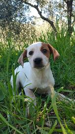 Cucciola in adozione