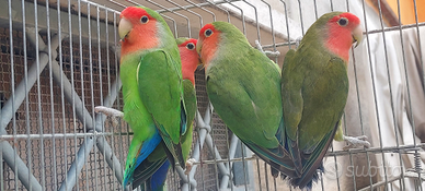 Coppie inseparabili ancestrali e verde oliva 2024