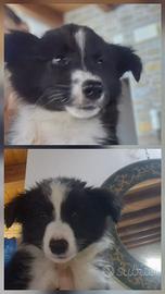Cuccioli di border collie
