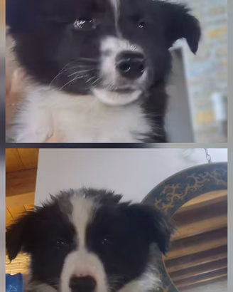 Cuccioli di border collie