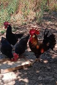 Galline morozzo adulte