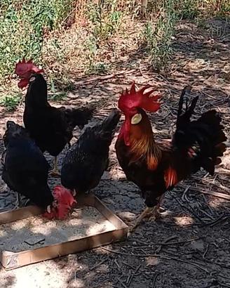 Galline morozzo adulte